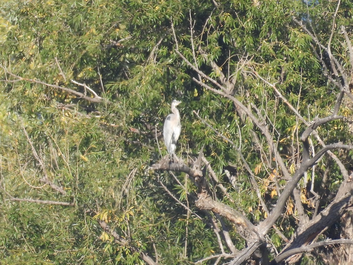 Great Blue Heron - ML642669843