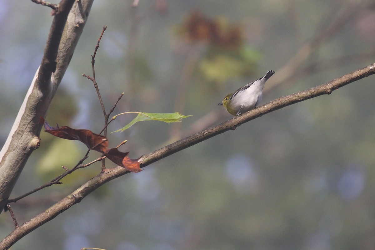 Yellow-throated Vireo - ML642669846