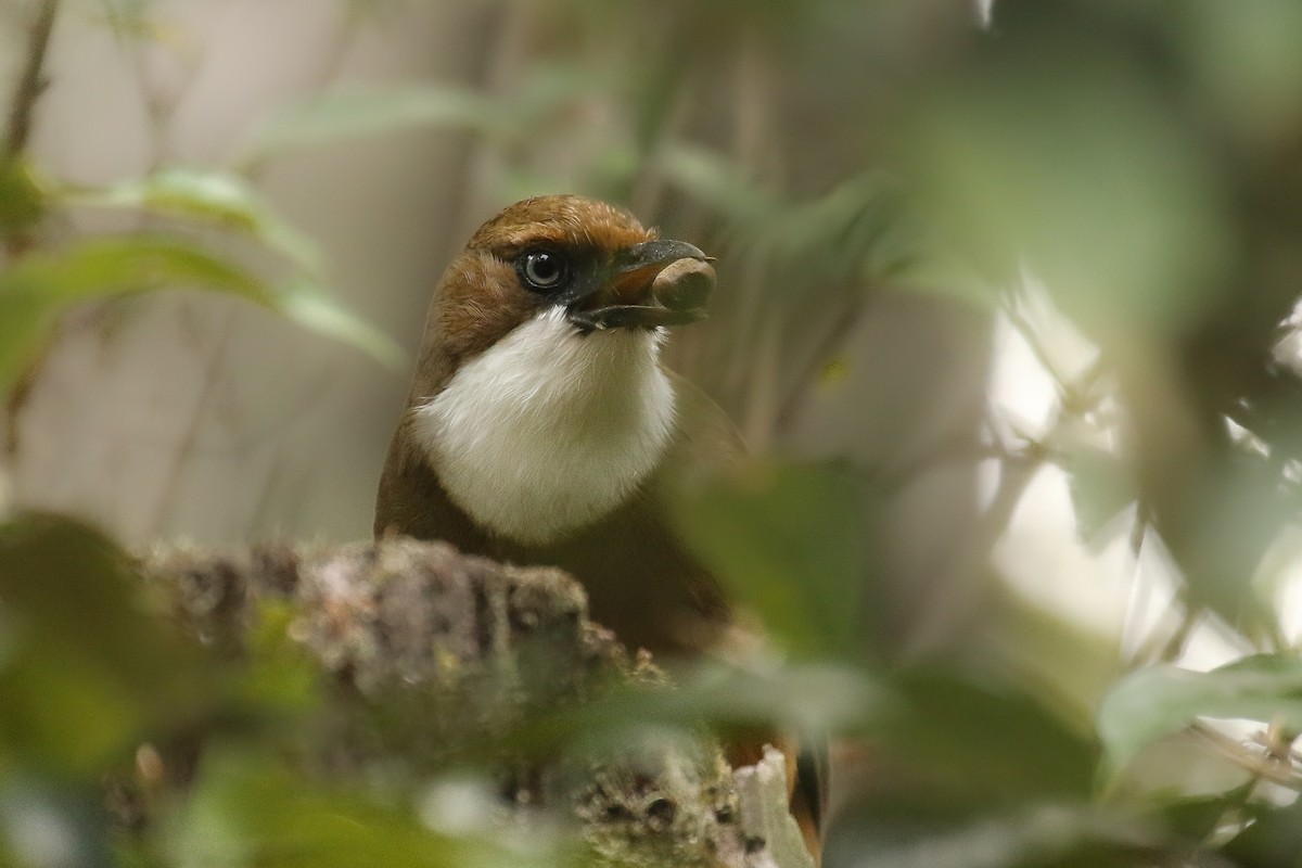 White-throated Laughingthrush - ML642669848