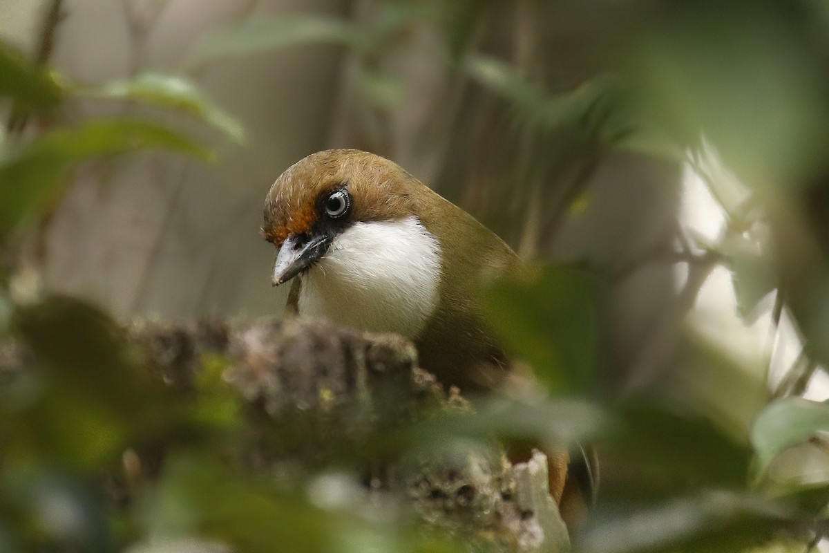White-throated Laughingthrush - ML642669849