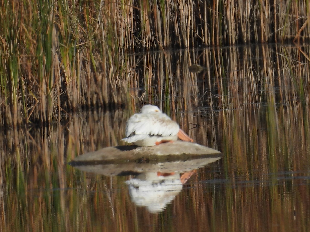 American White Pelican - ML642669856