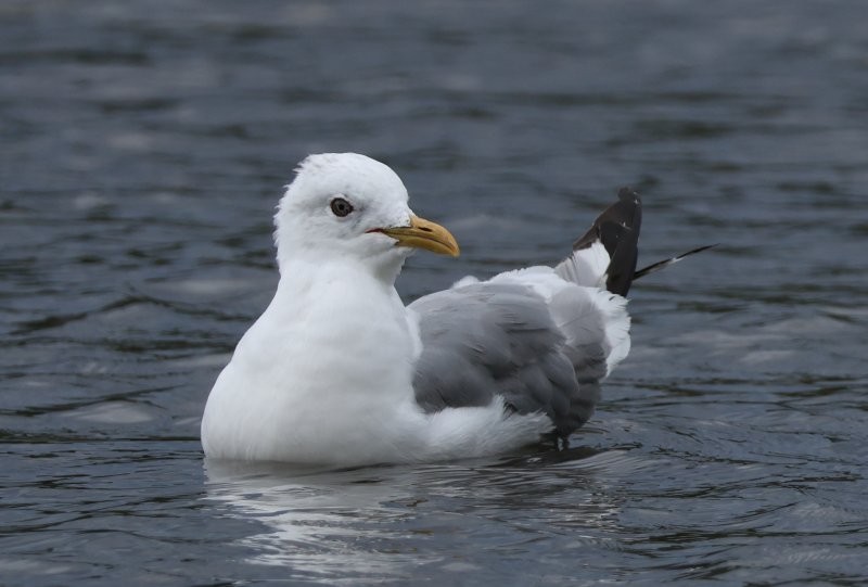 Short-billed Gull - ML642669870