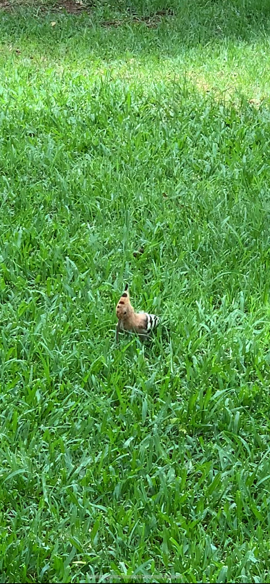 Common Hoopoe - ML642669877