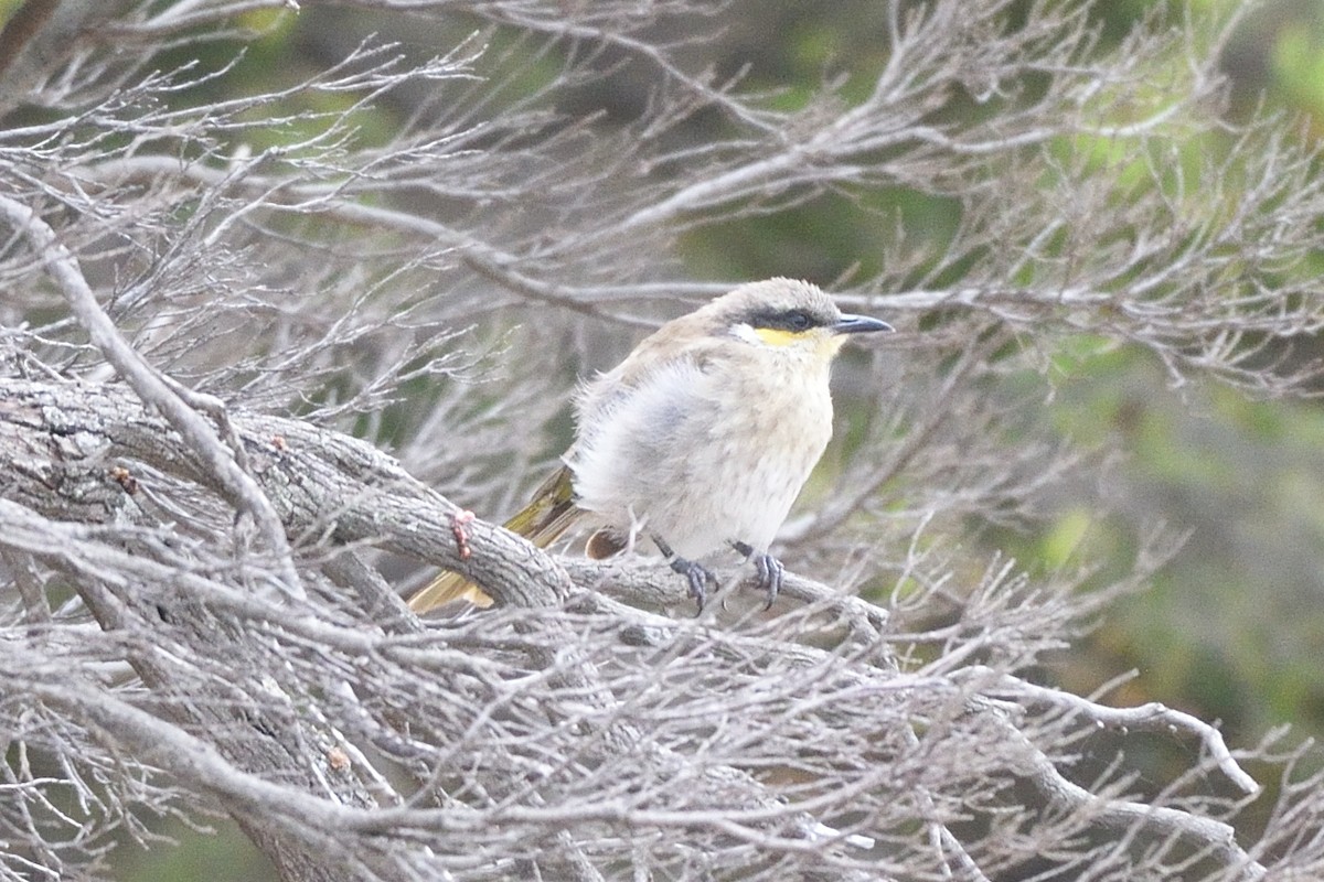 Singing Honeyeater - ML642669885
