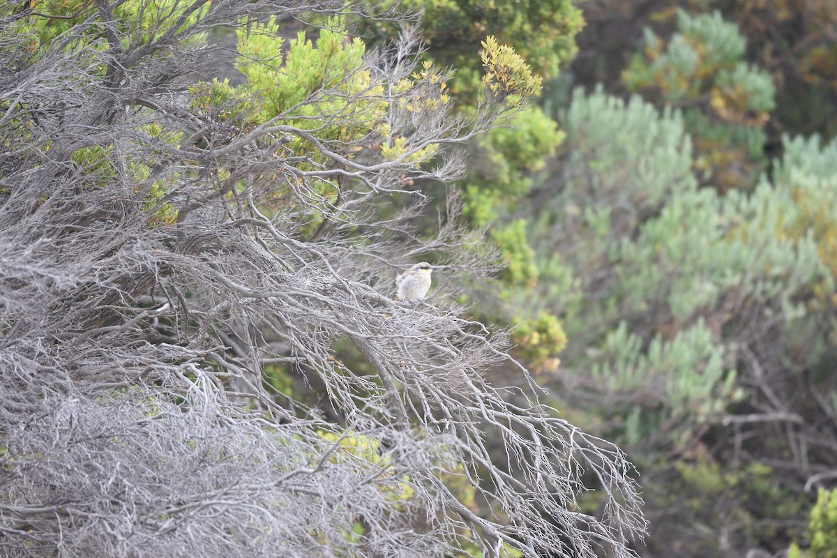Singing Honeyeater - ML642669886