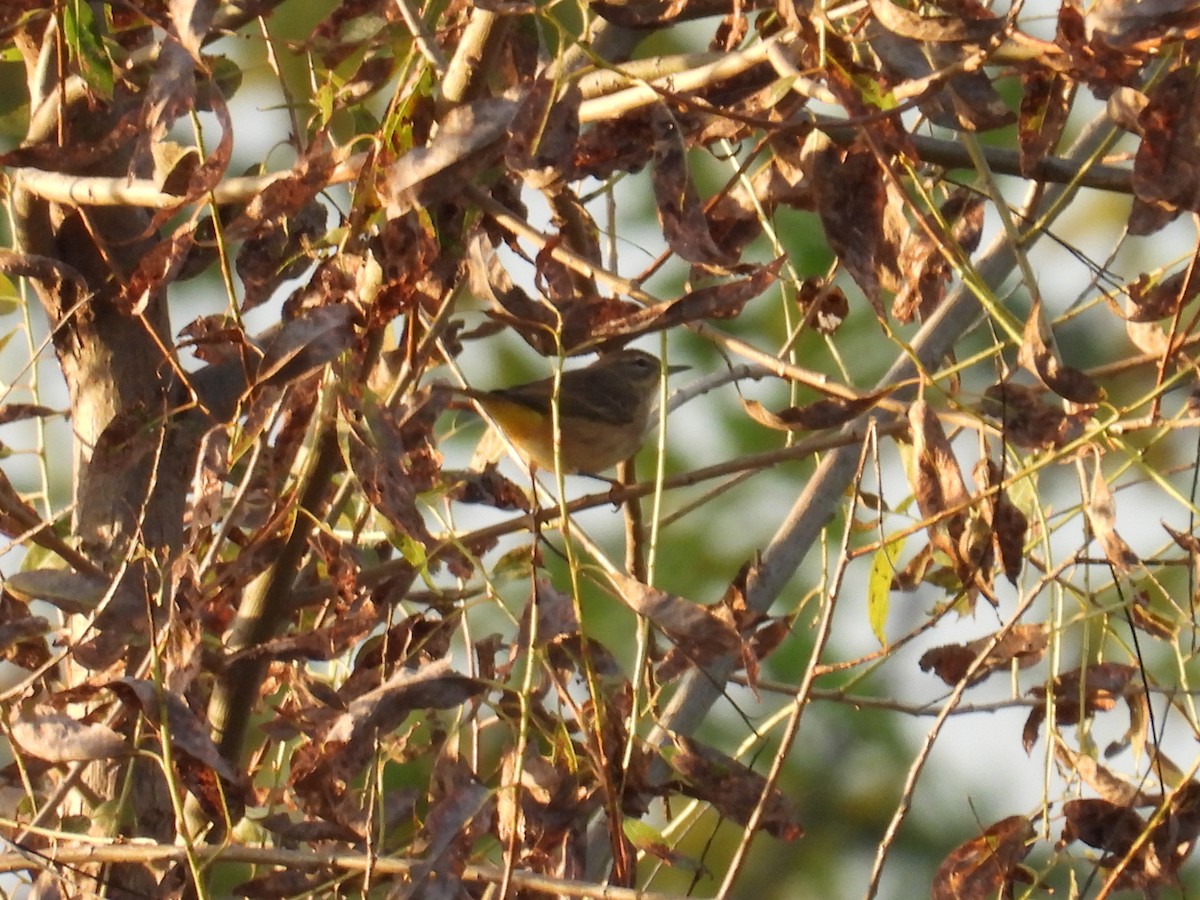 Palm Warbler - ML642669892