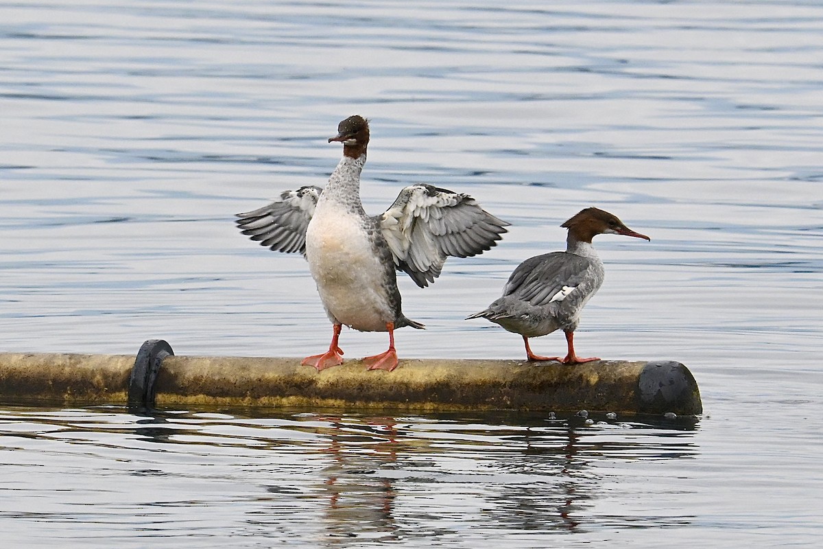 Common Merganser - ML642669894