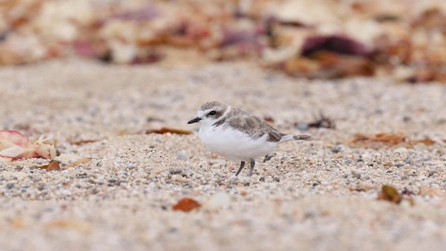 Snowy Plover (Northern) - ML642669896
