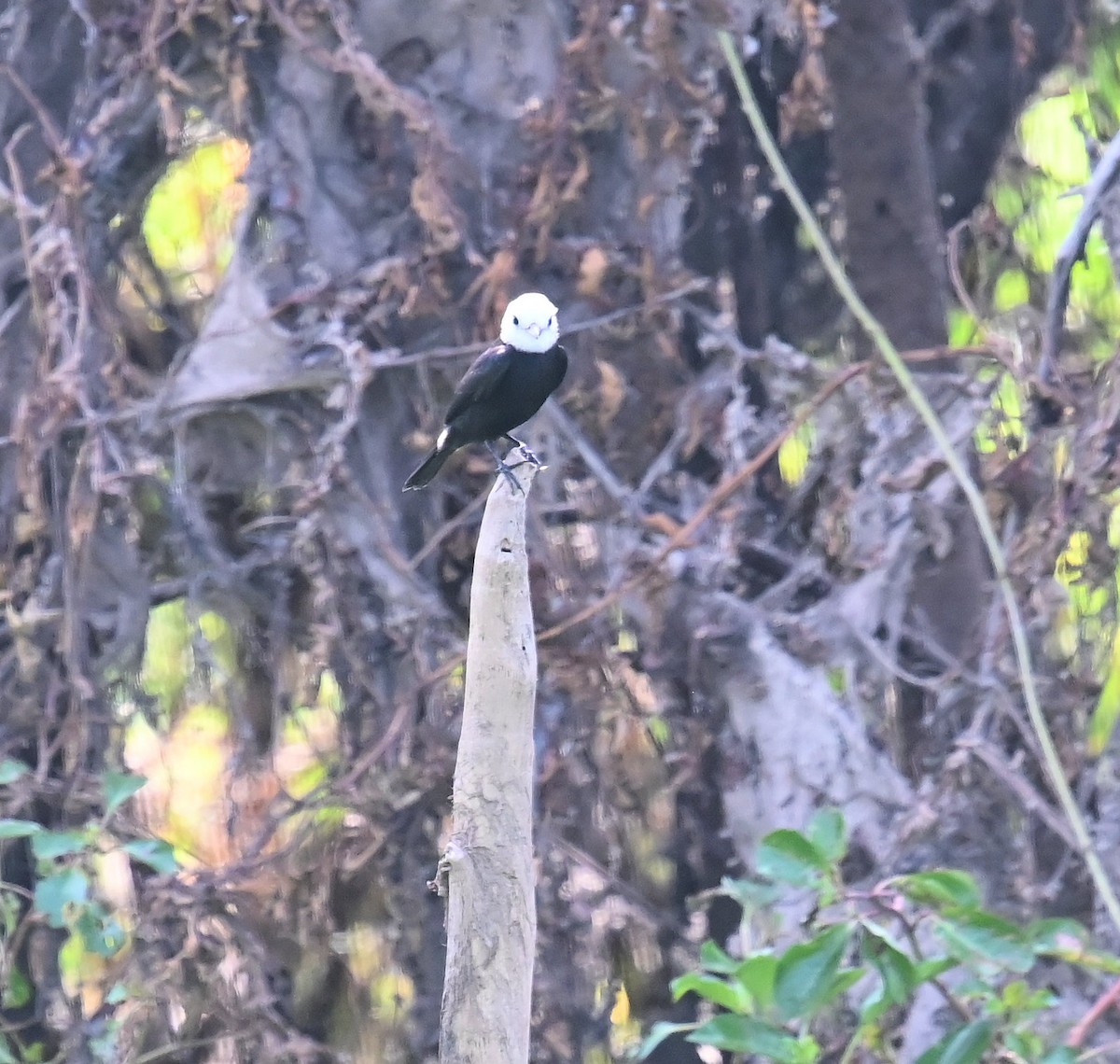 White-headed Marsh Tyrant - ML642669901