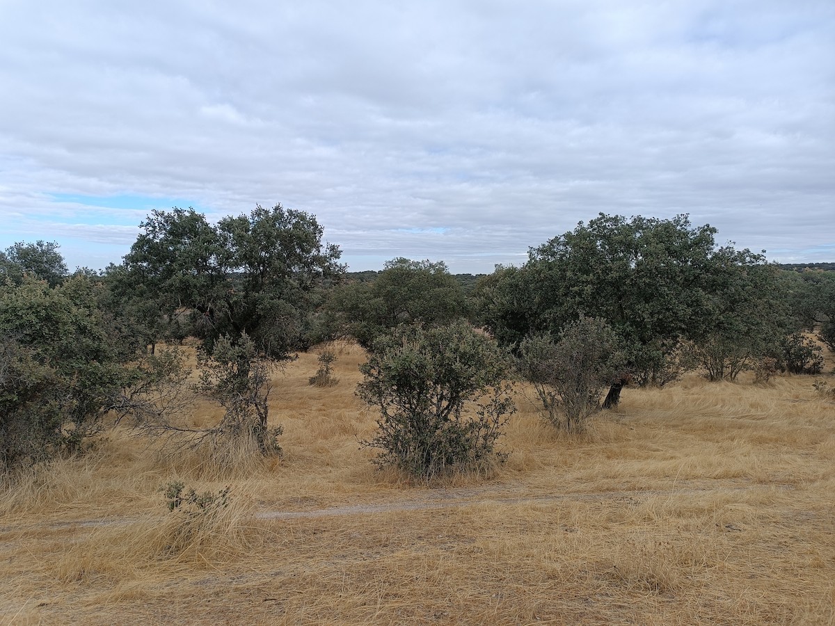 null - ML642669914