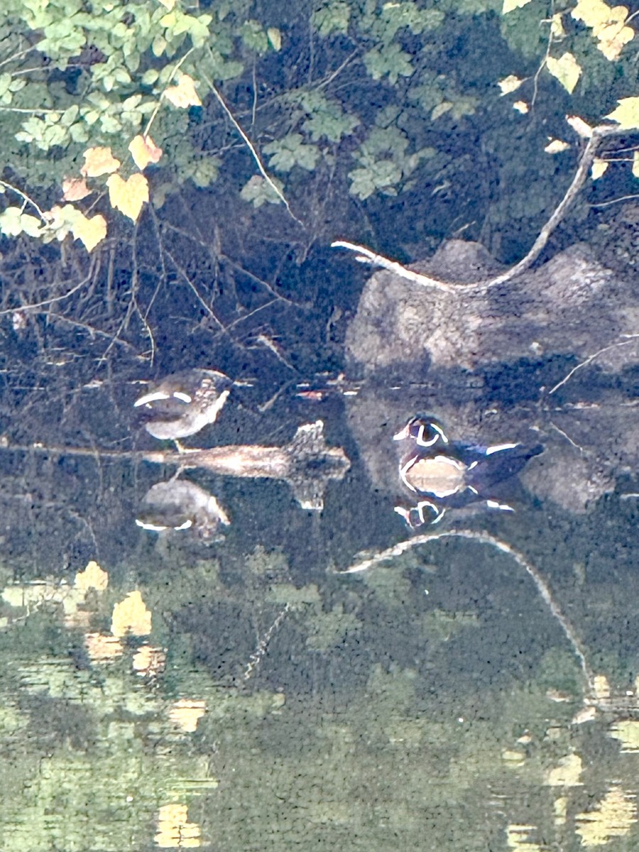 Wood Duck - ML642669923