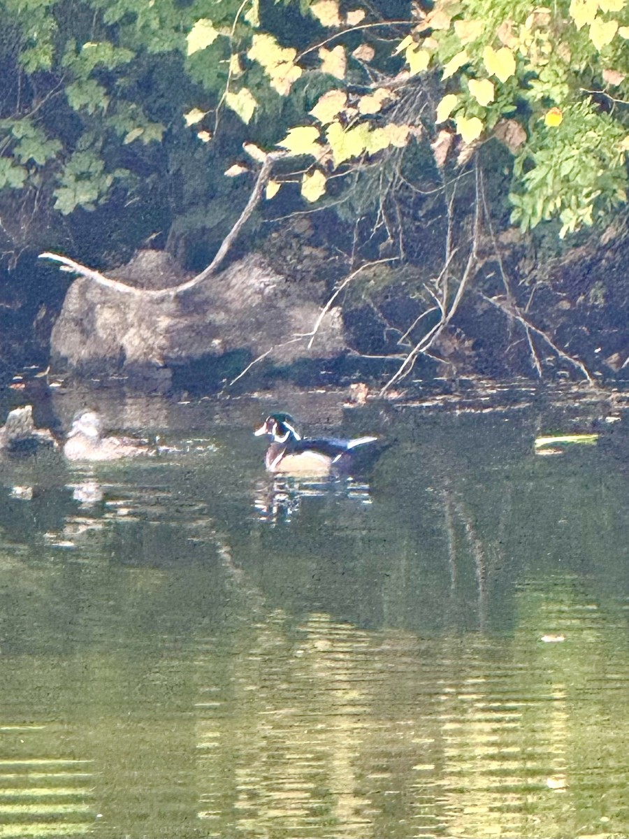 Wood Duck - ML642669924