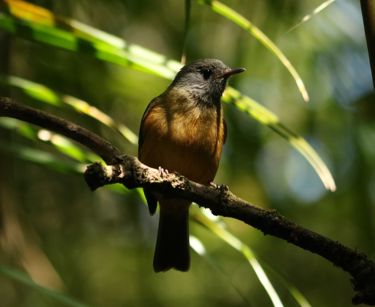 Gray-hooded Flycatcher - ML642669930