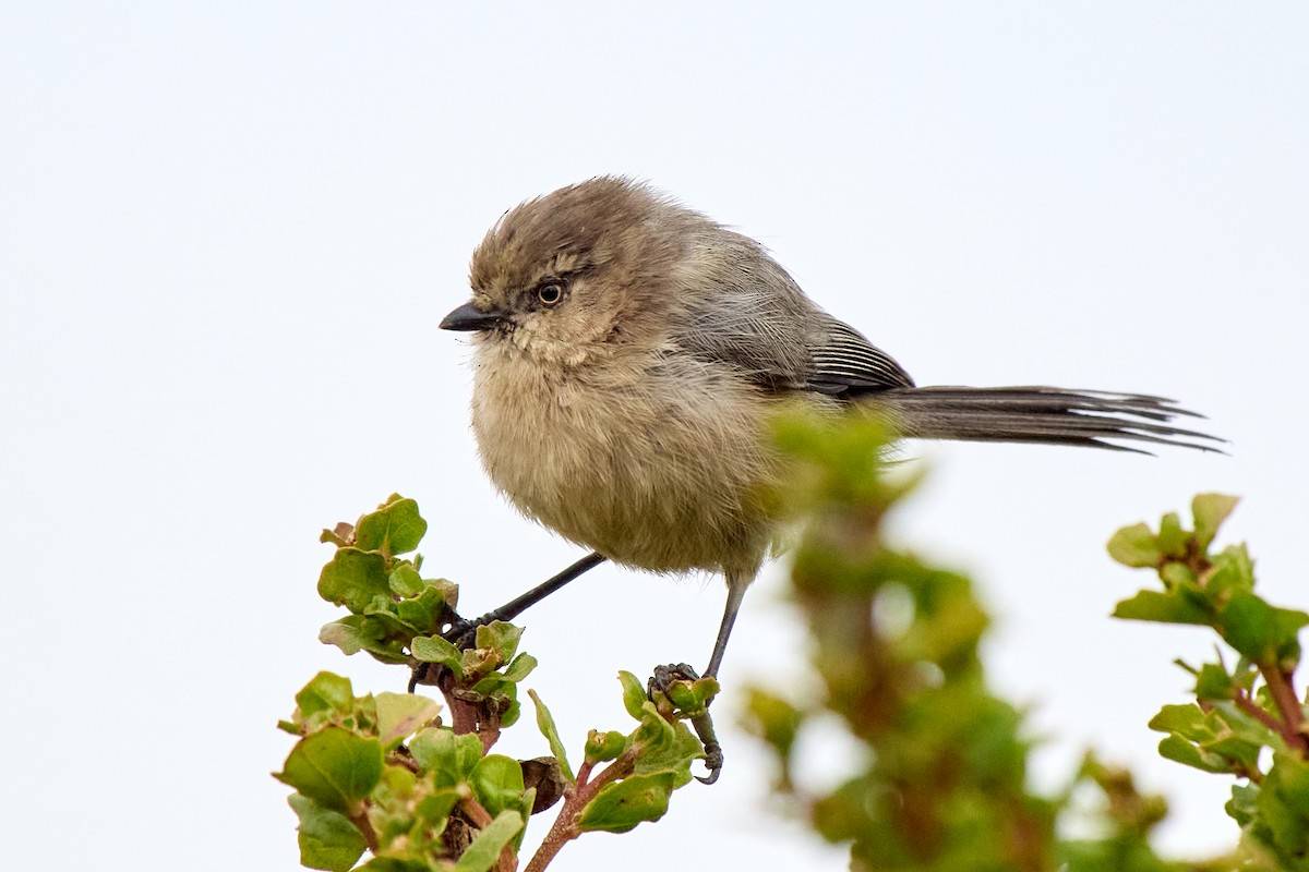 Bushtit - ML642669935