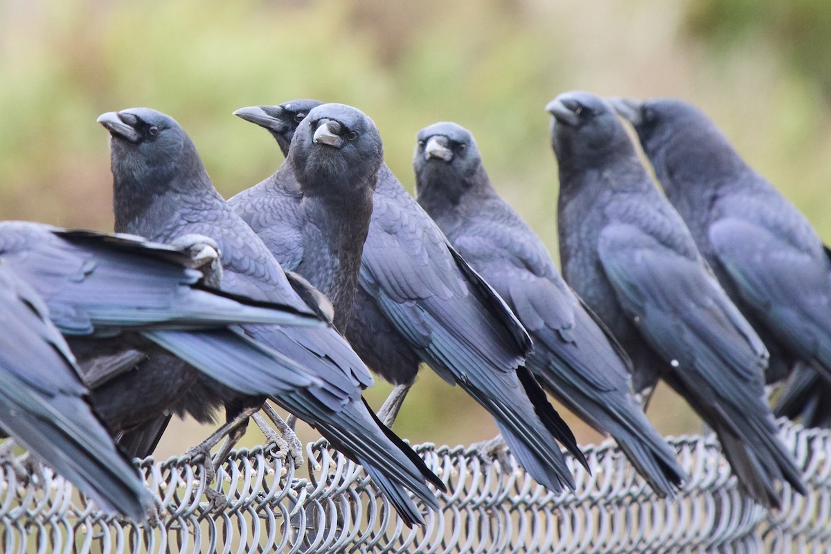 American Crow - ML642669938