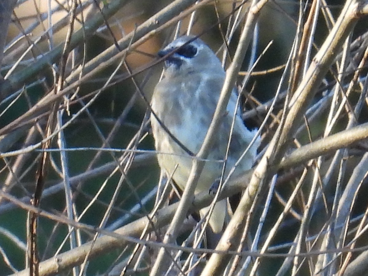 Cedar Waxwing - ML642669939
