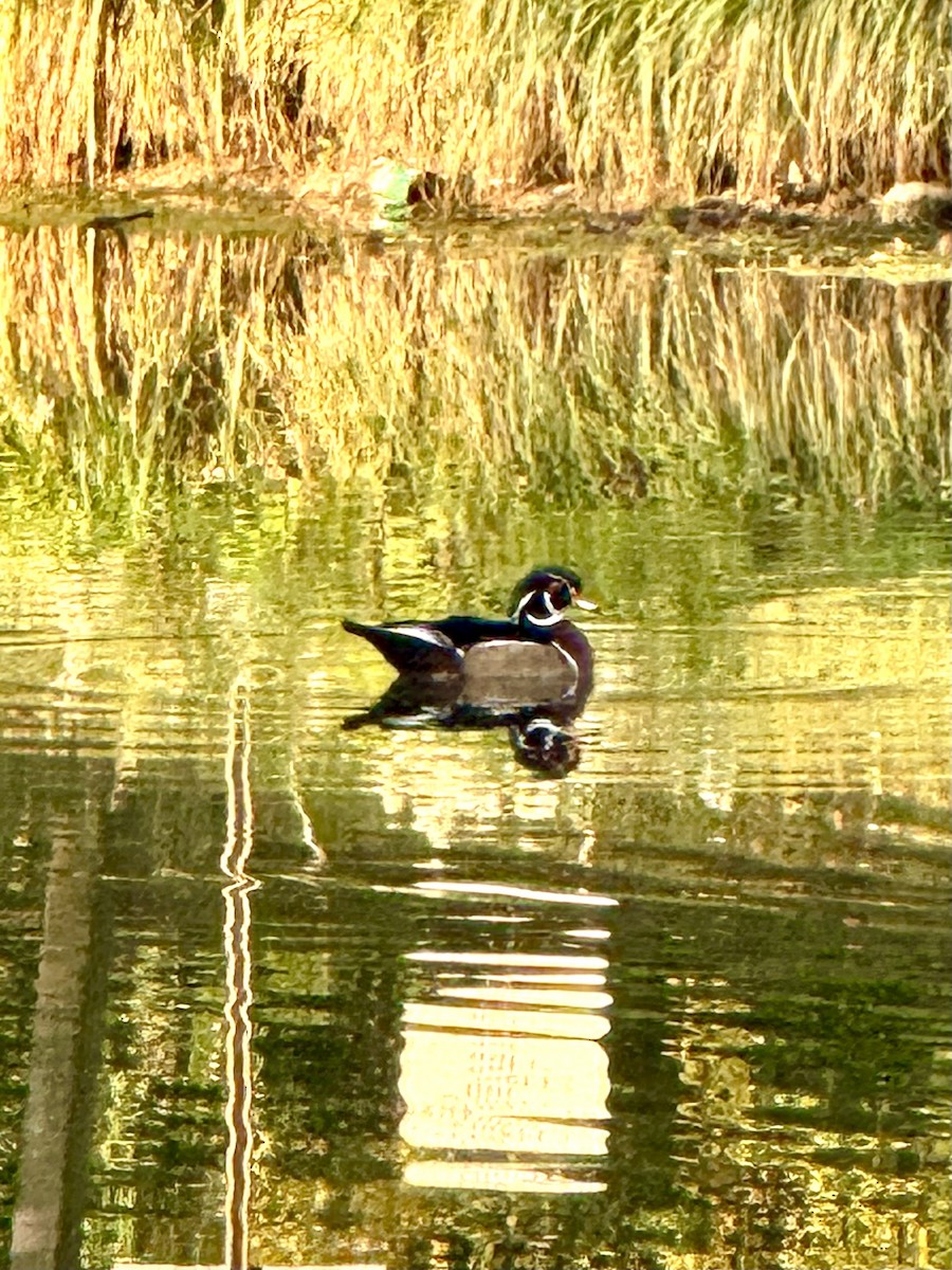 Wood Duck - ML642669941