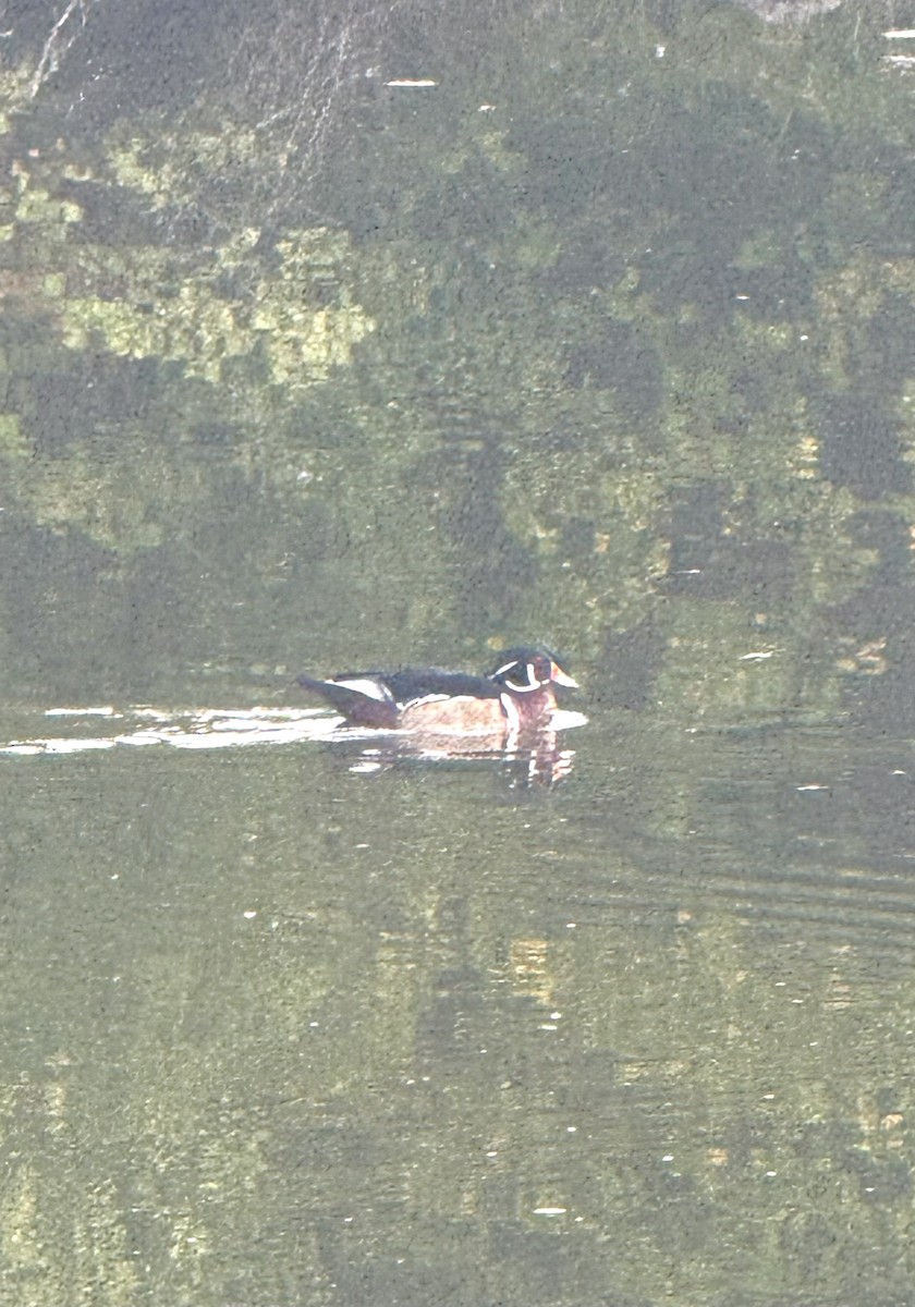 Wood Duck - ML642669949