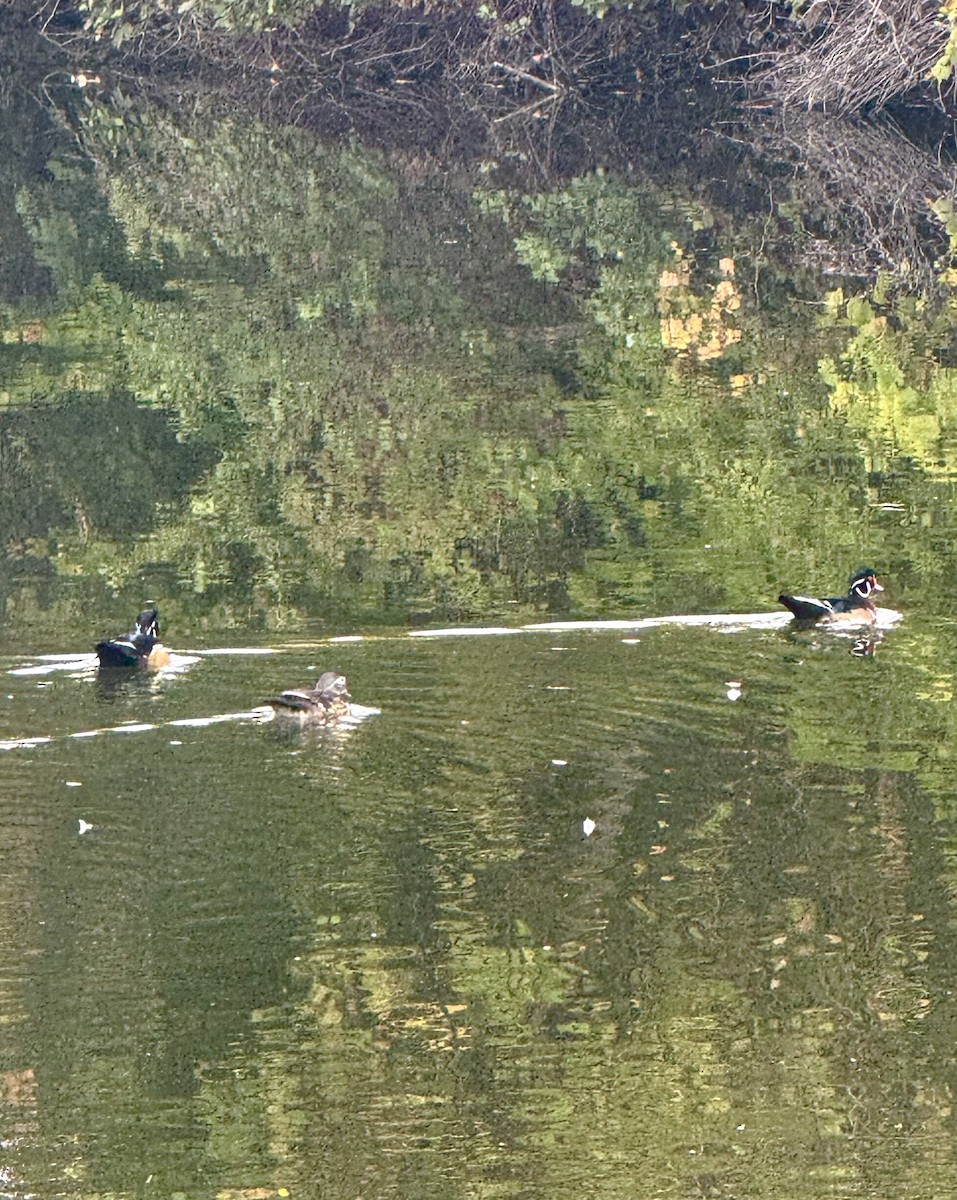 Wood Duck - ML642669950