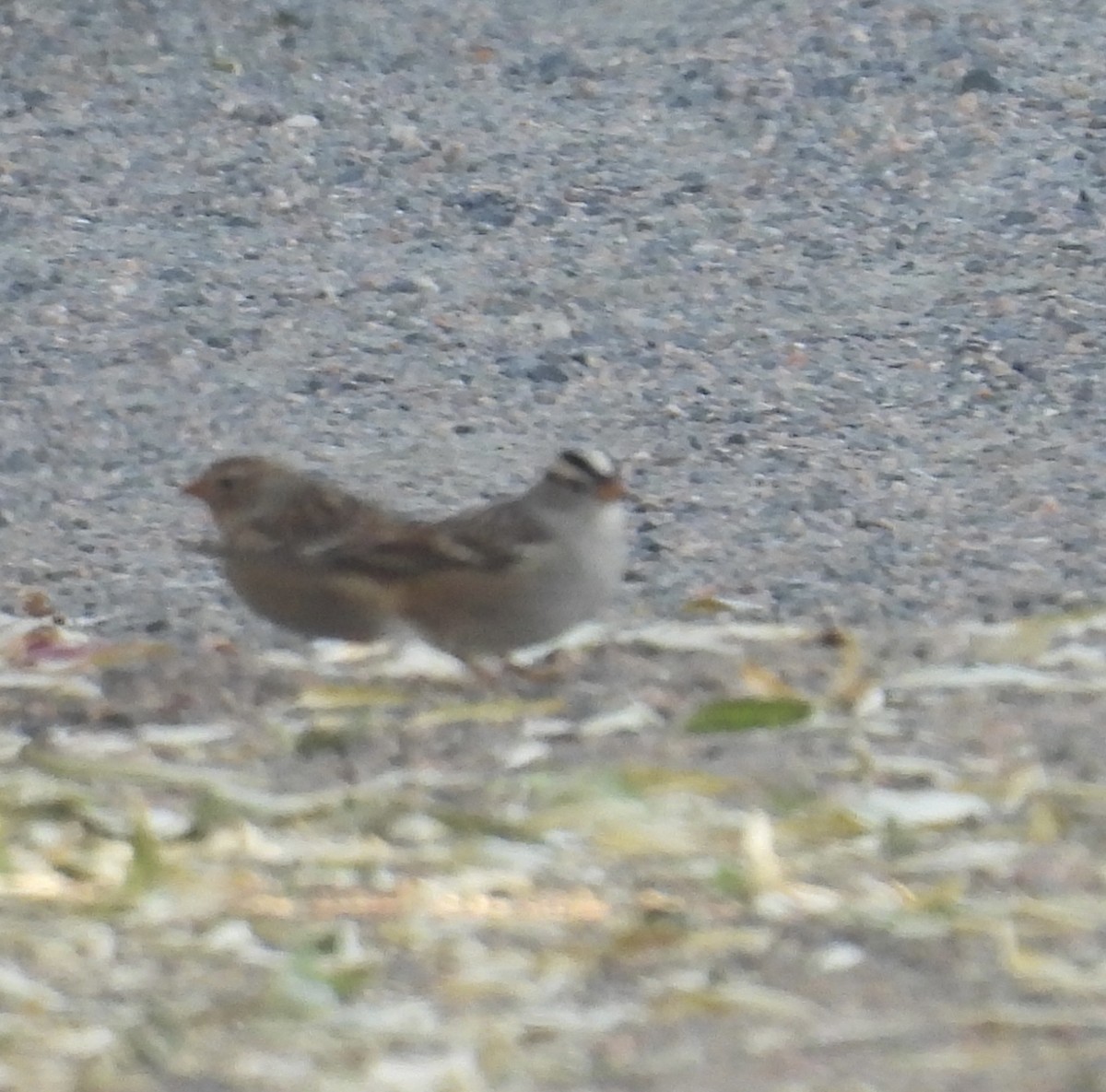 White-crowned Sparrow - ML642669951