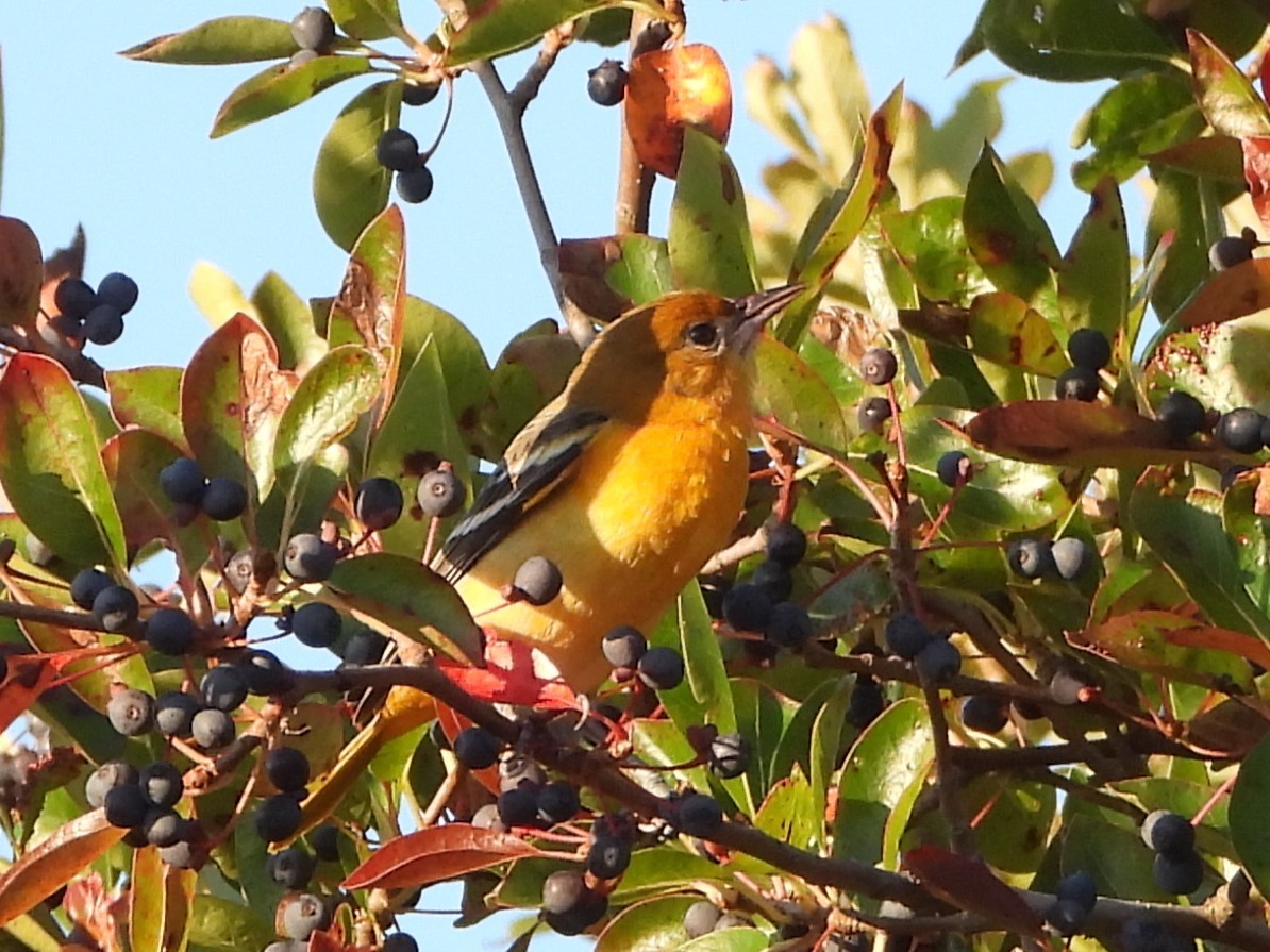 Baltimore Oriole - ML642669953
