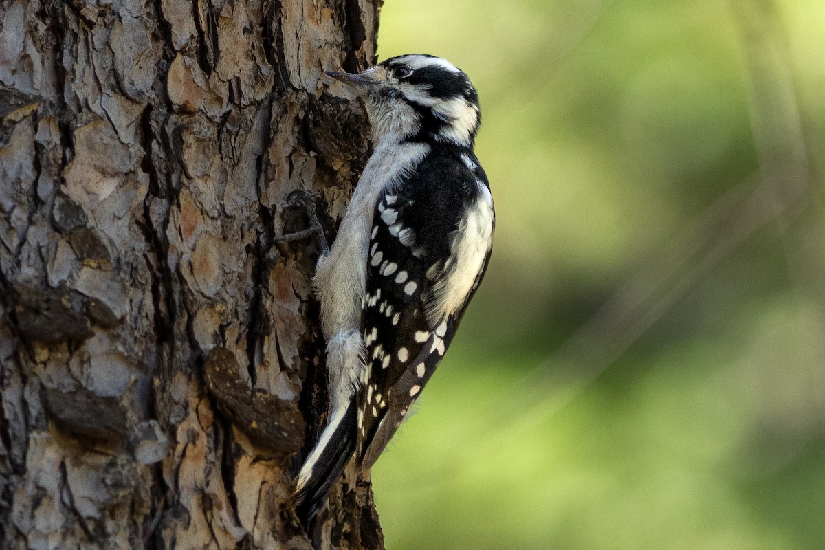 Downy Woodpecker - ML642669968