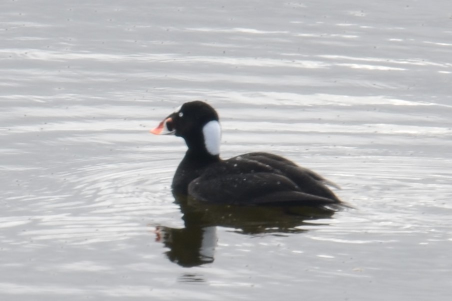 Surf Scoter - ML642670007