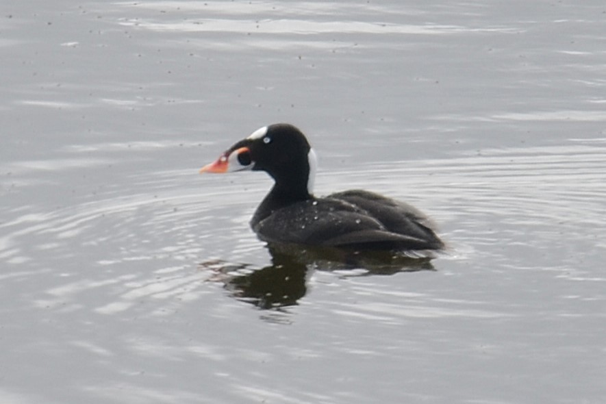 Surf Scoter - ML642670008
