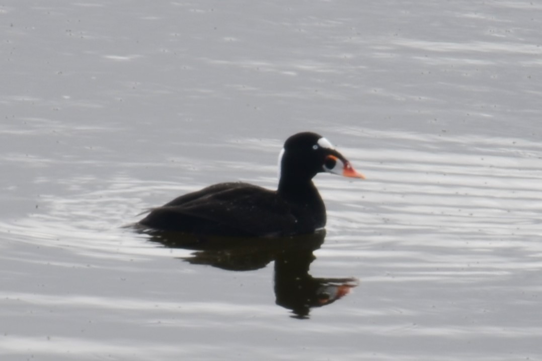 Surf Scoter - ML642670009