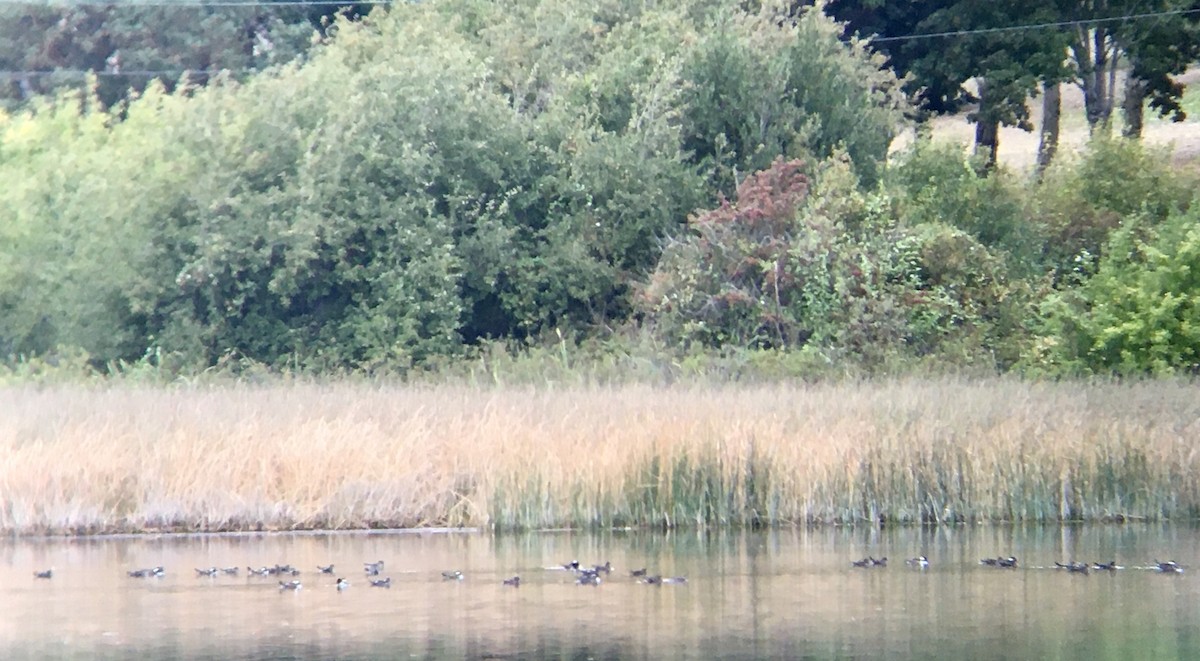 Hooded Merganser - ML642670012