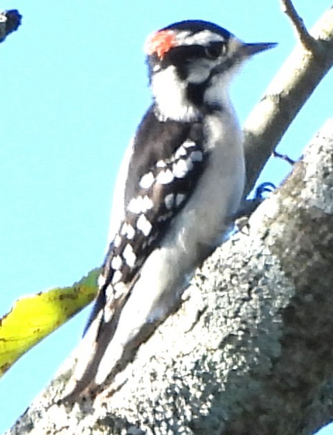 Downy Woodpecker - ML642670013