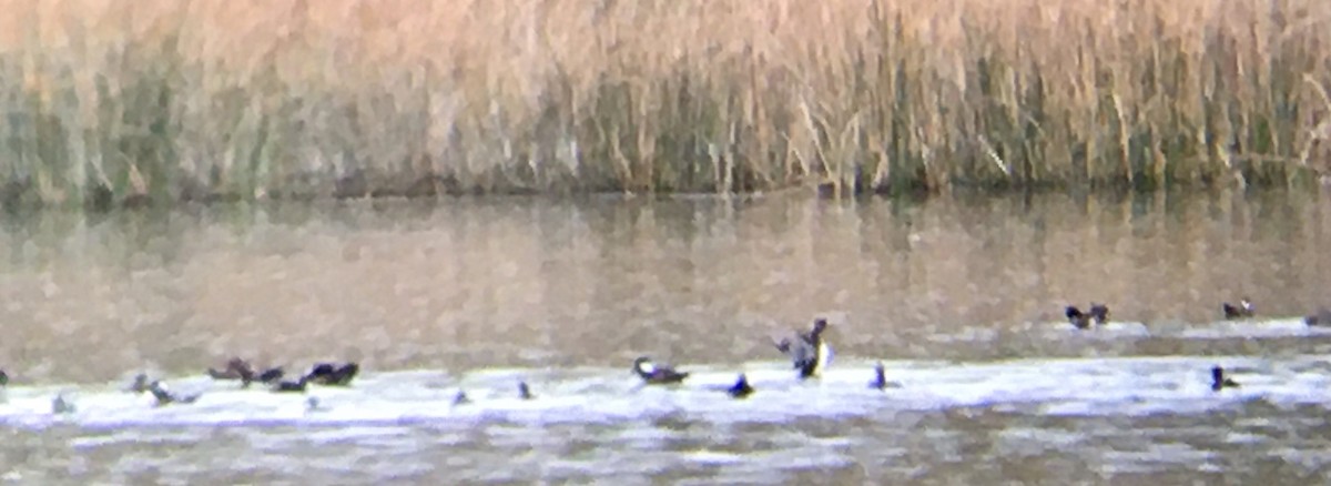 Hooded Merganser - ML642670021