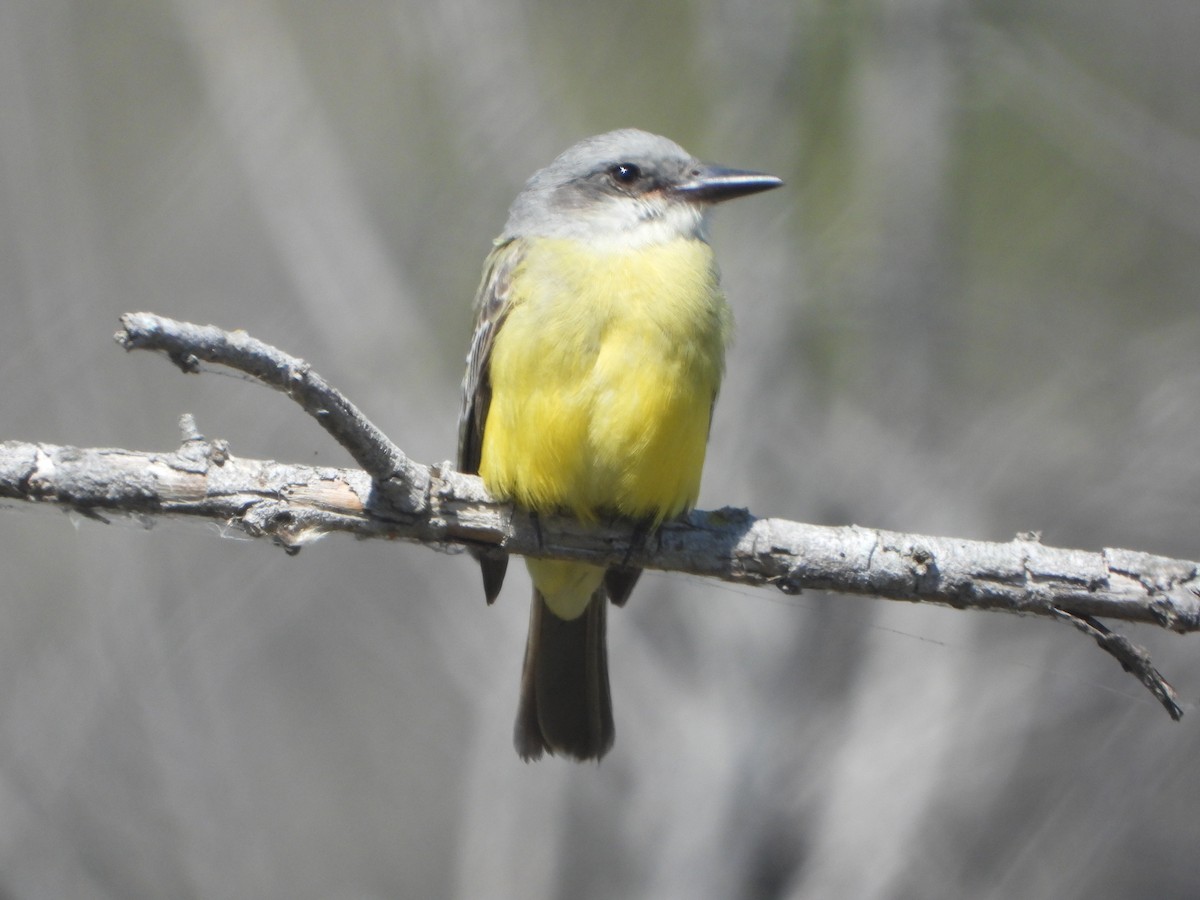 Tropical Kingbird - ML642670023