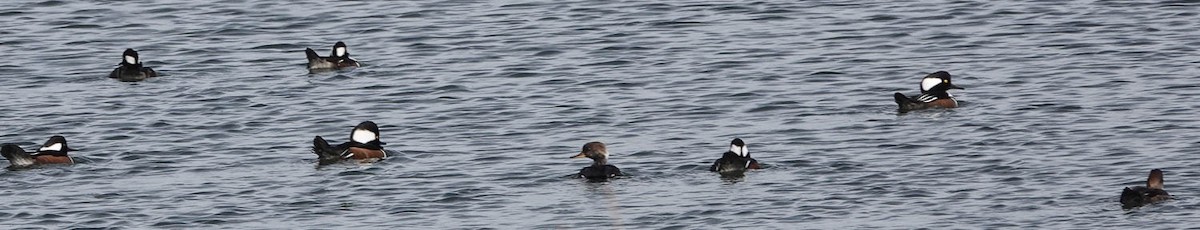 Hooded Merganser - ML642670025