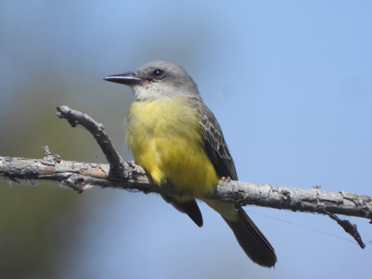 Tropical Kingbird - ML642670031