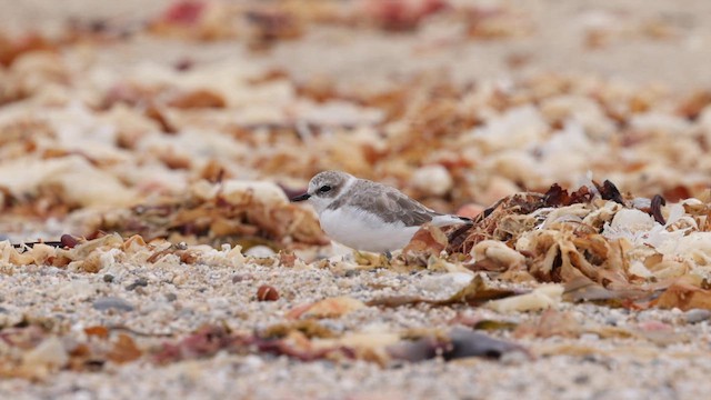 Snowy Plover (Northern) - ML642670038
