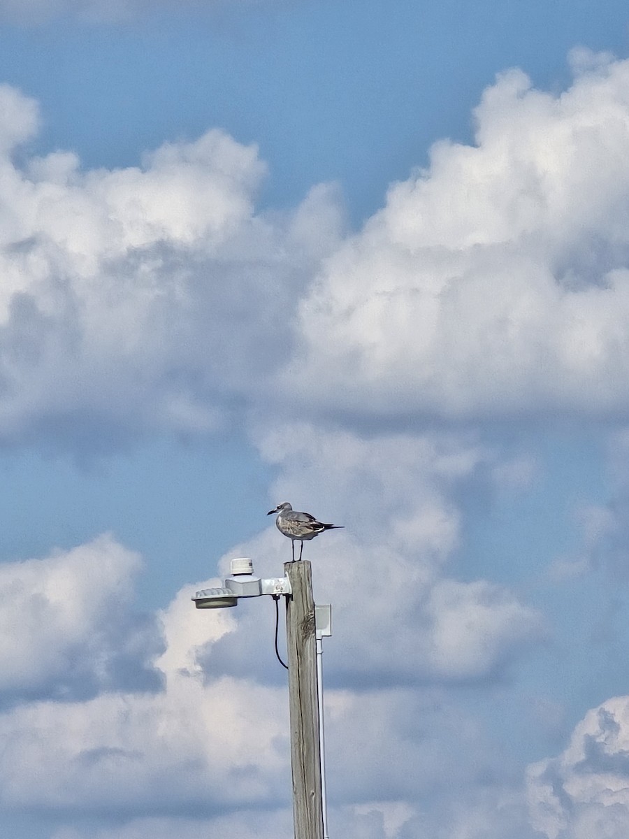 Laughing Gull - ML642670039