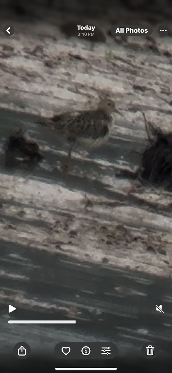 Buff-breasted Sandpiper - ML642670043