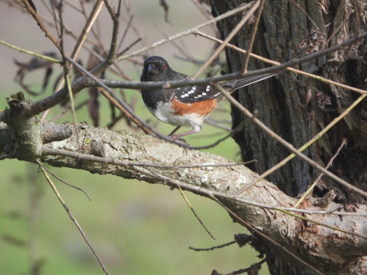 Spotted Towhee - ML642670049