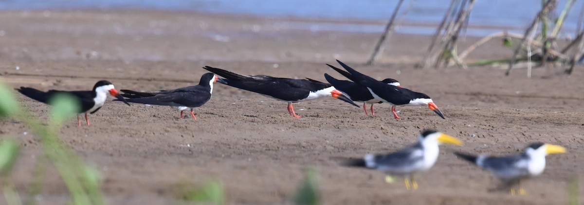 Black Skimmer - ML642670051