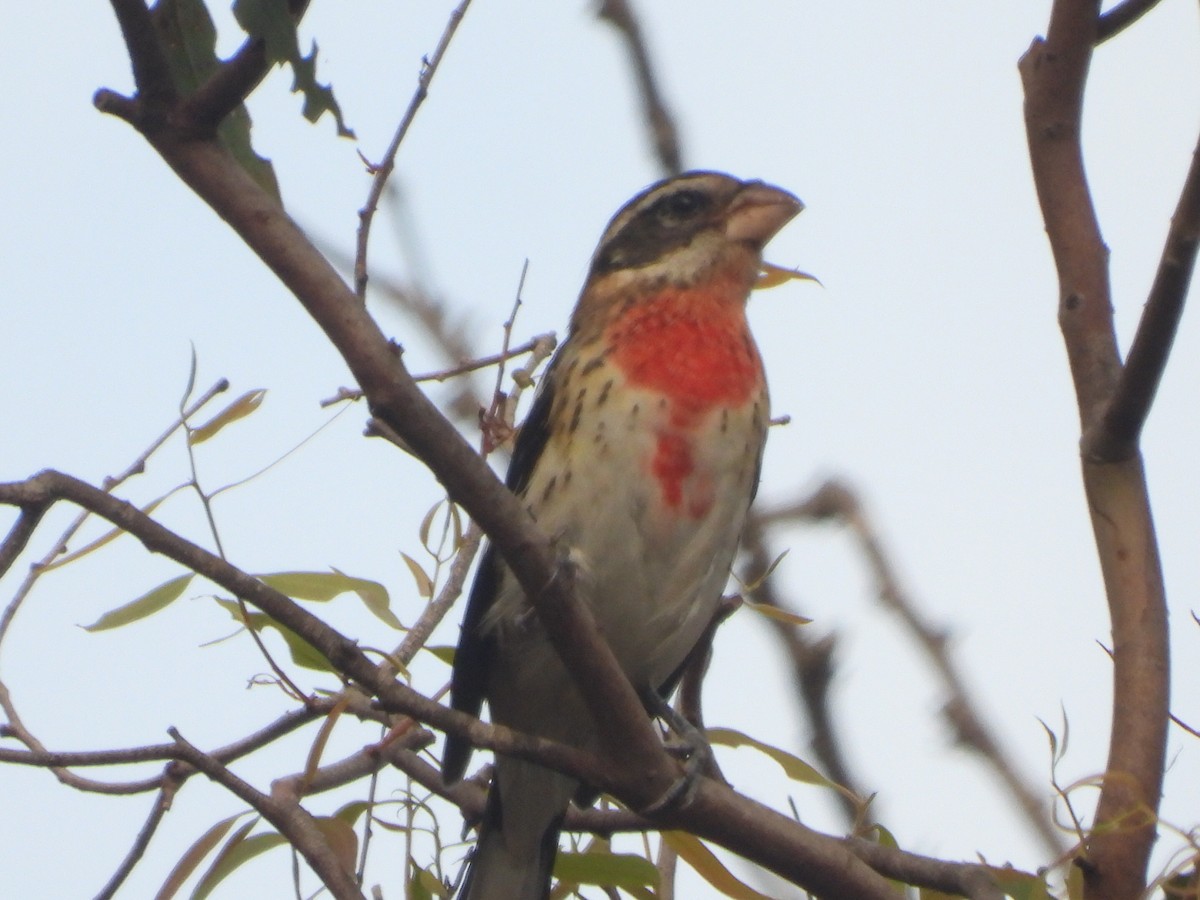 Rose-breasted Grosbeak - ML642670081