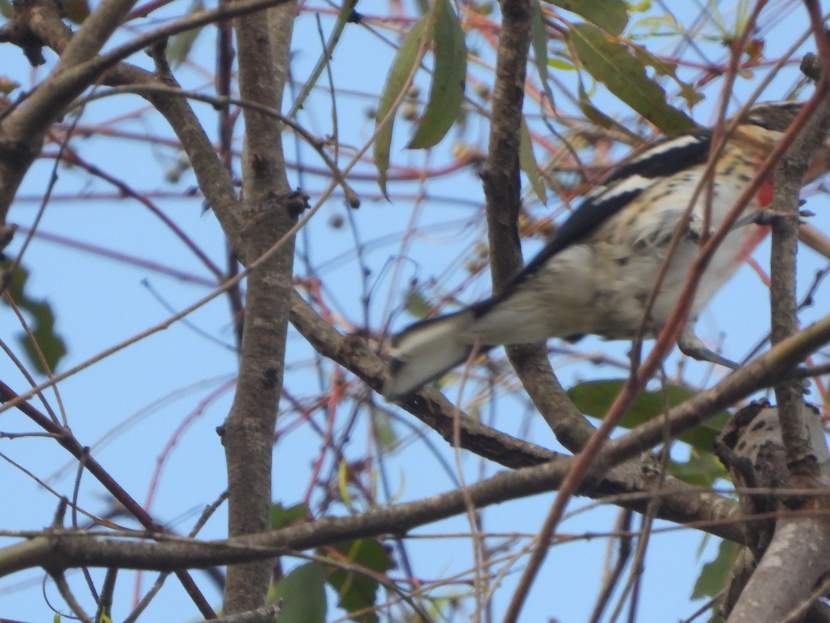 Rose-breasted Grosbeak - ML642670082