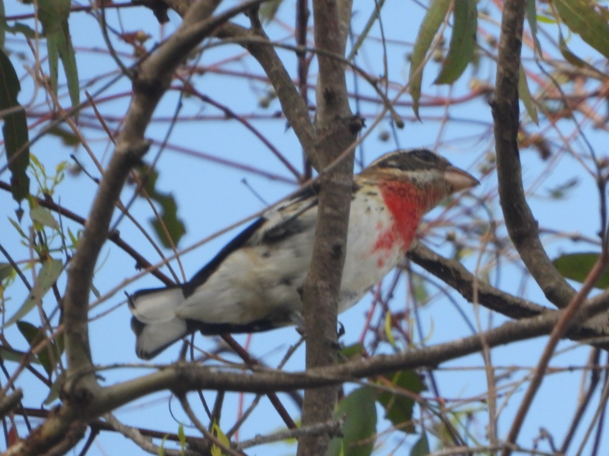 Rose-breasted Grosbeak - ML642670085