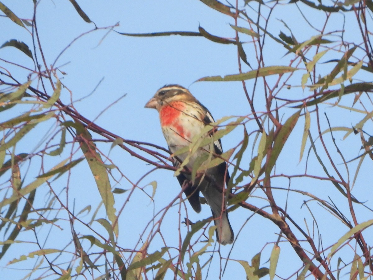 Rose-breasted Grosbeak - ML642670087
