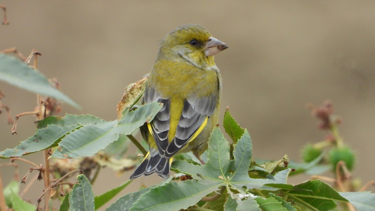 European Greenfinch - ML642670088