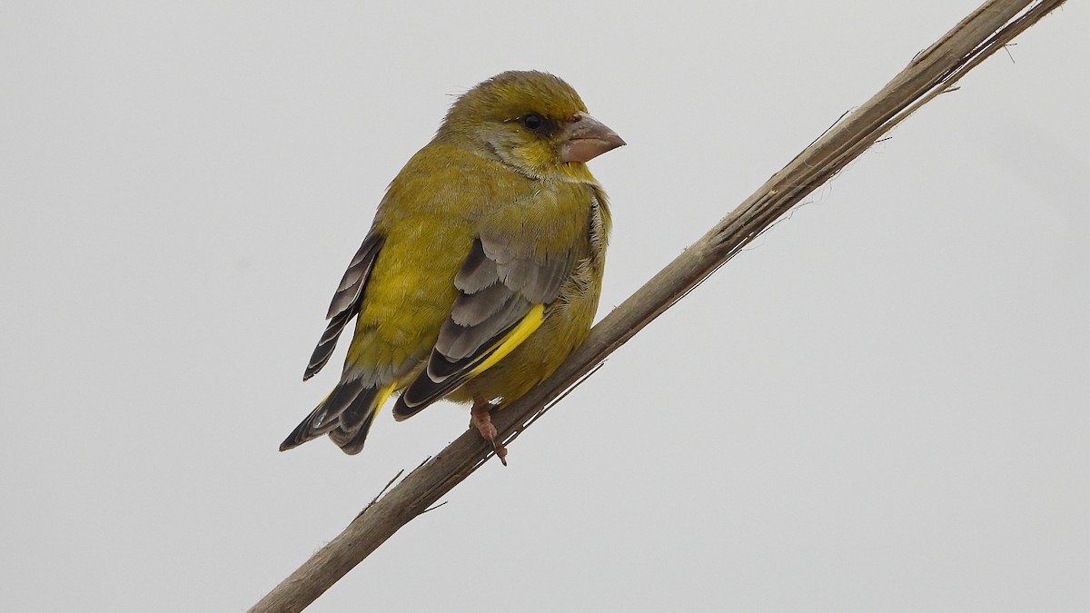 European Greenfinch - ML642670098