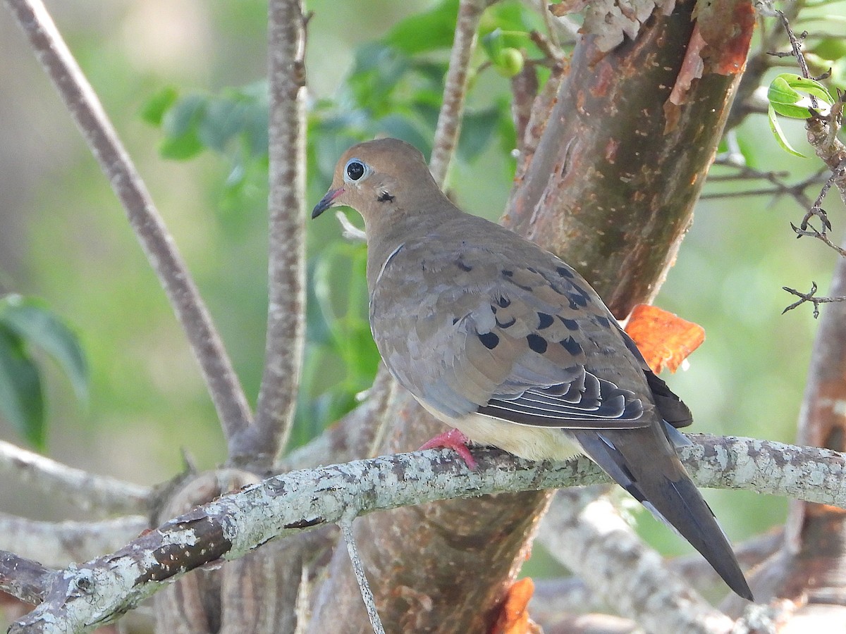 Mourning Dove - ML642670109
