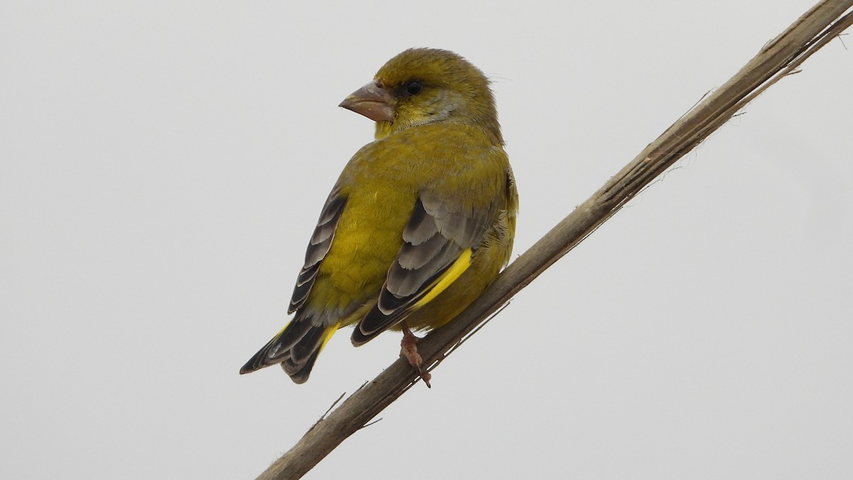 European Greenfinch - ML642670111
