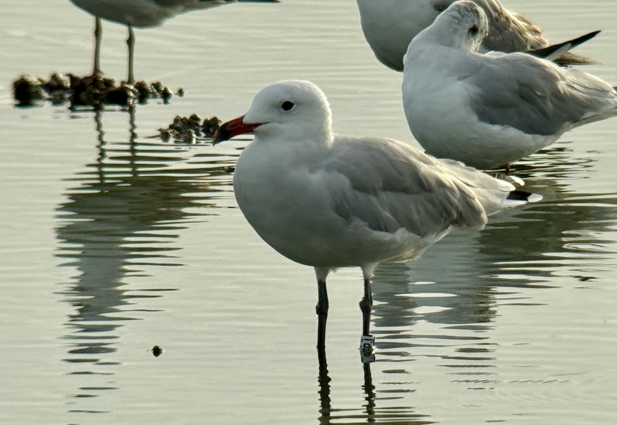 Audouin's Gull - ML642670122