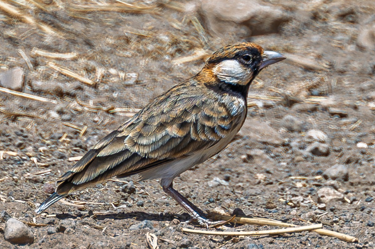 Fischer's Sparrow-Lark - ML642670129
